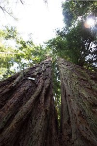 Sequoia Gemella