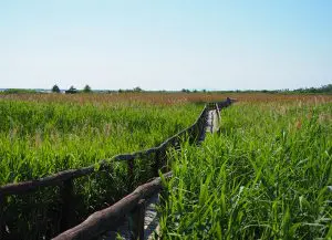 Oasi LIPU di Massaciuccoli