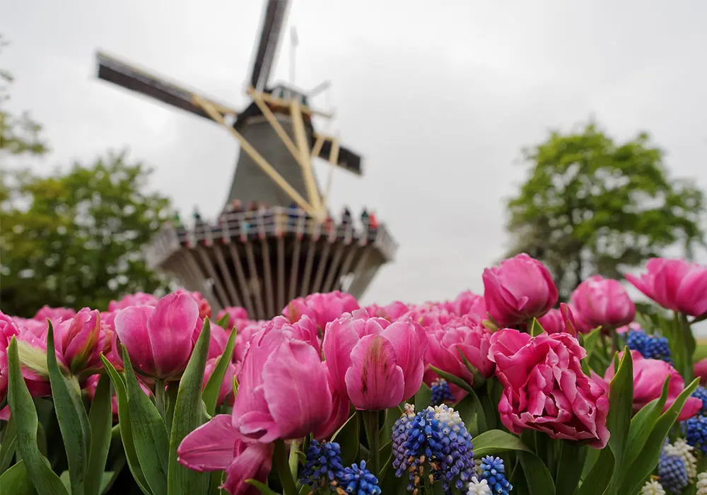 Il mulino di Keukenhof Park