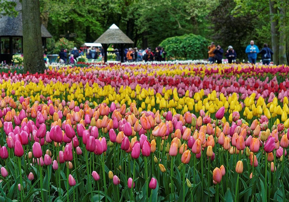 Tulipani colorati a Keukenhof Park