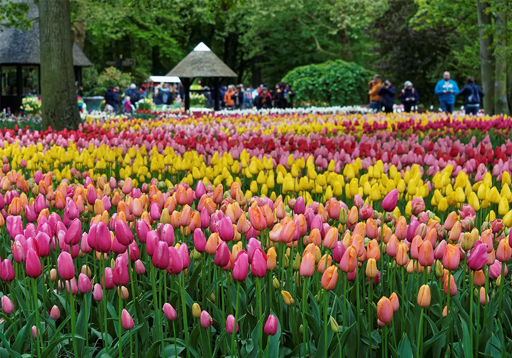 Tulipani colorati a Keukenhof Park