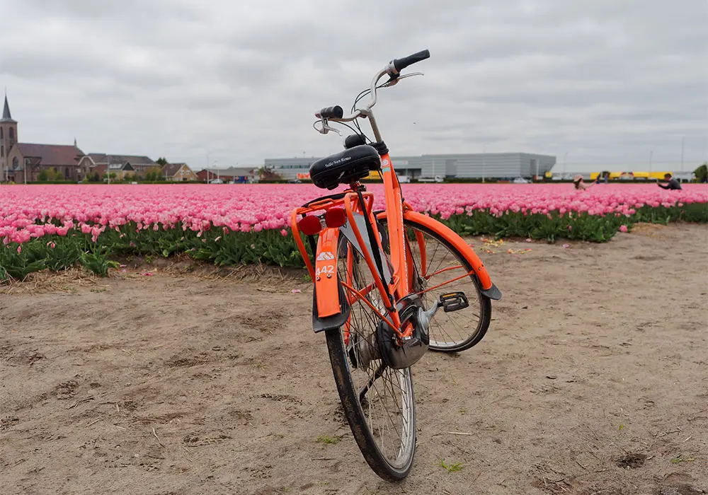 Pedalare fra i tulipani