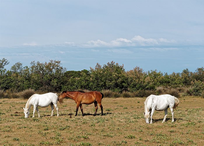 Cavalli in libertà in Camargue