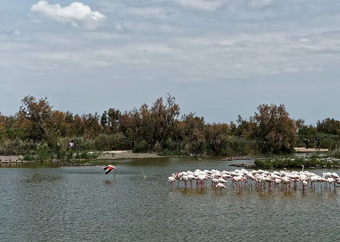 Fenicotteri rosa in Camargue