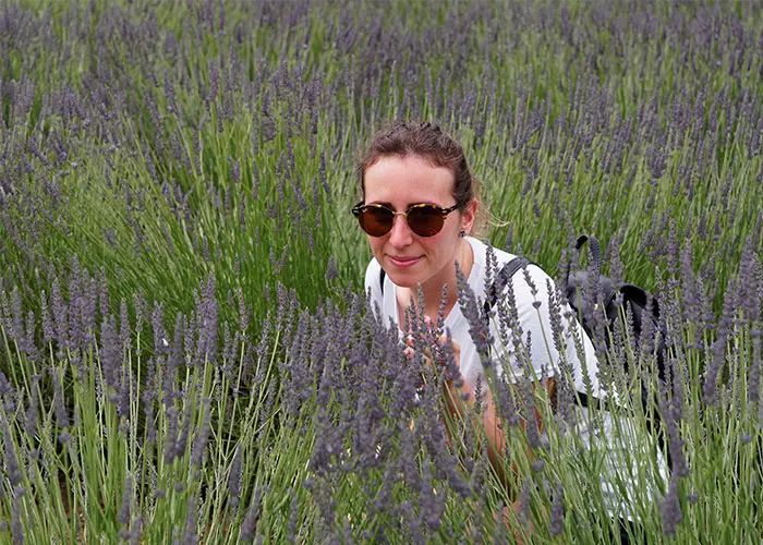 Lavanda in Vaucluse