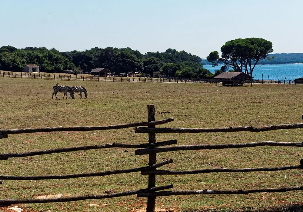 Safari nel Parco Nazionale delle Isole Brioni