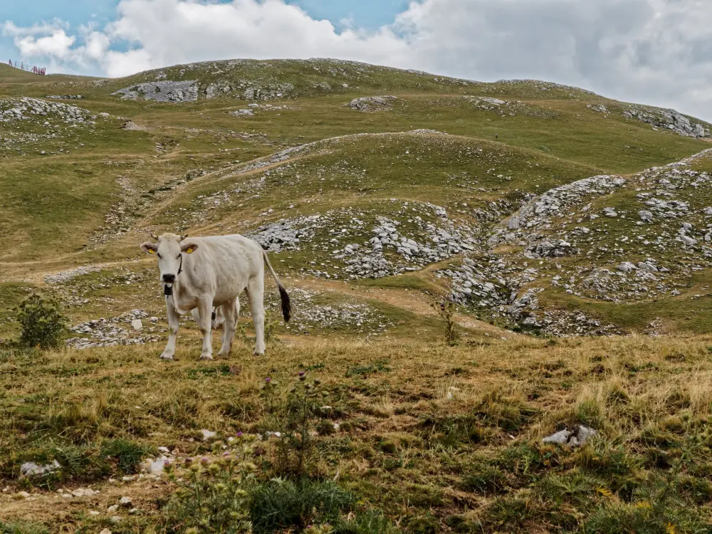 Mucche al pascolo a Campo Imperatore