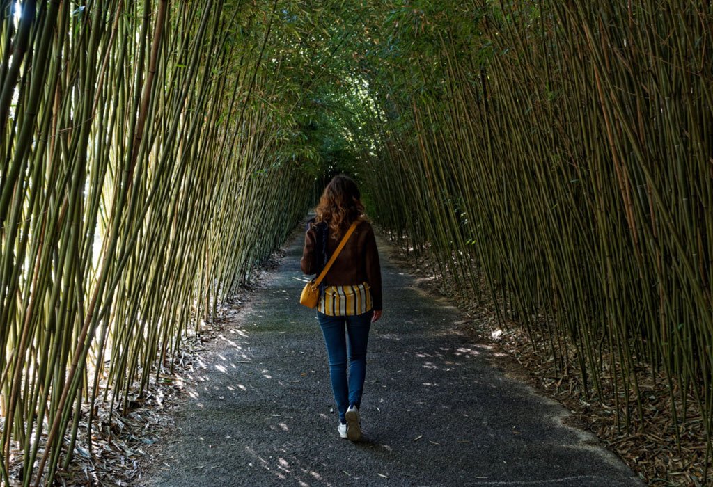 Bambù del Labirinto di Franco Maria Ricci