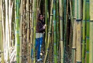 Labirinto di Bambù Fontanellato