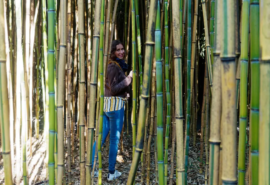 200.000 mila bambù nel Labirinto della Masone