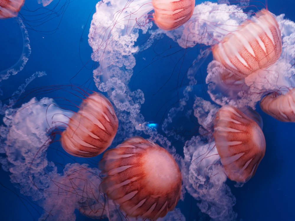 Visita dell'Oceanografico di Valencia